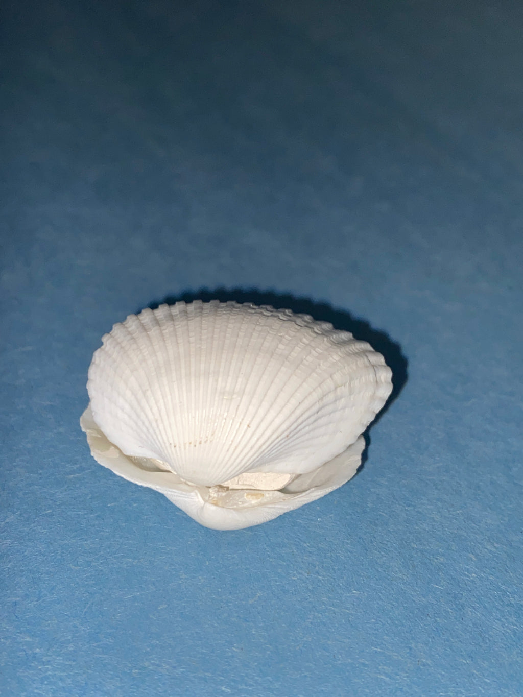 Cute clam