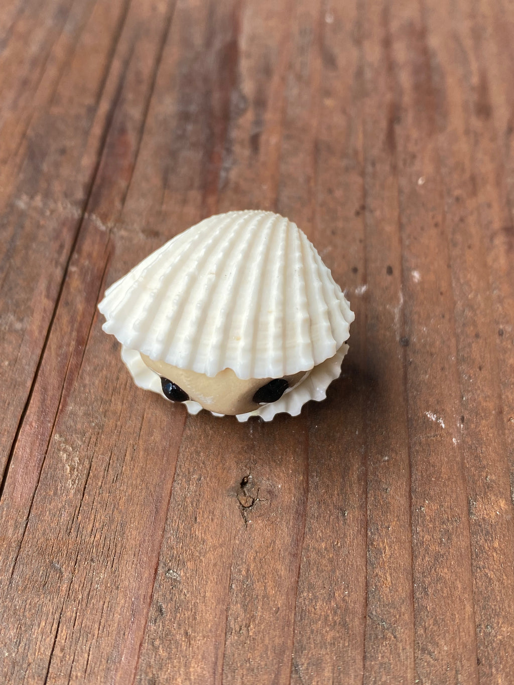 Clam
